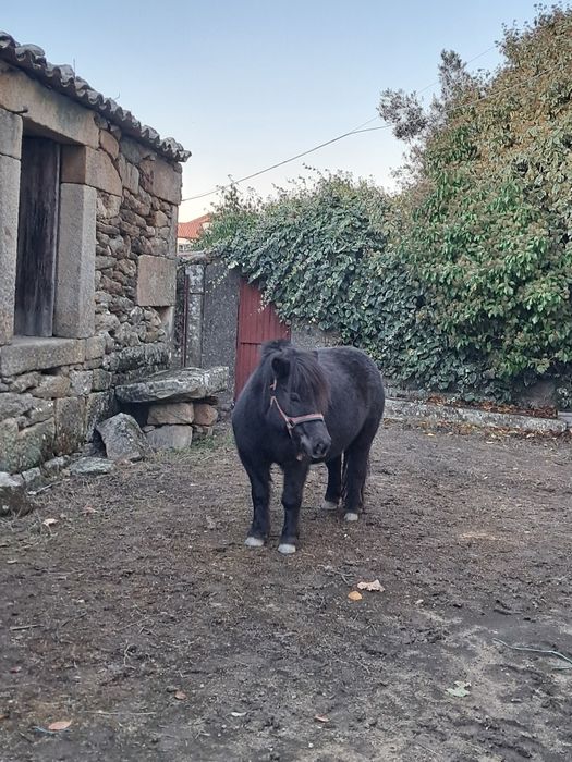 Vendo Pónei Fêmea