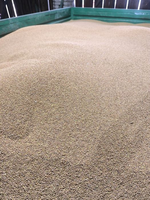 Proso  świeże  tegoroczne