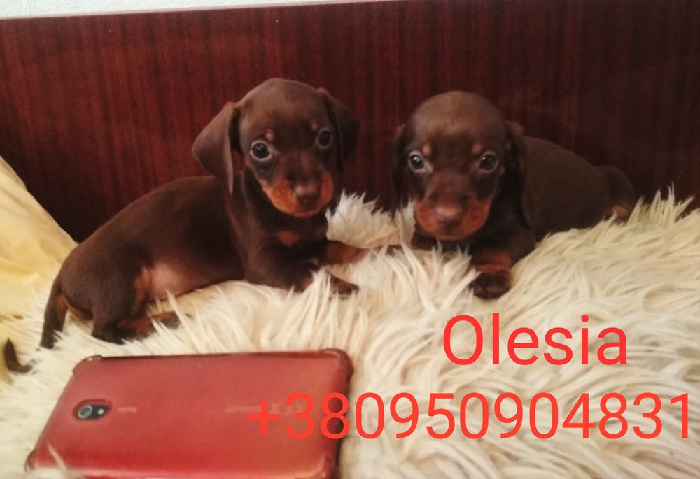 Продається міні красуня шоколадна