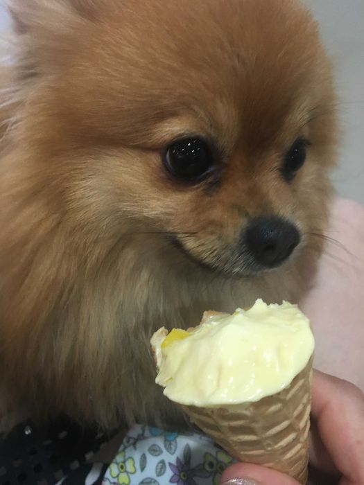 Мальчик-померанец ищет девочку!