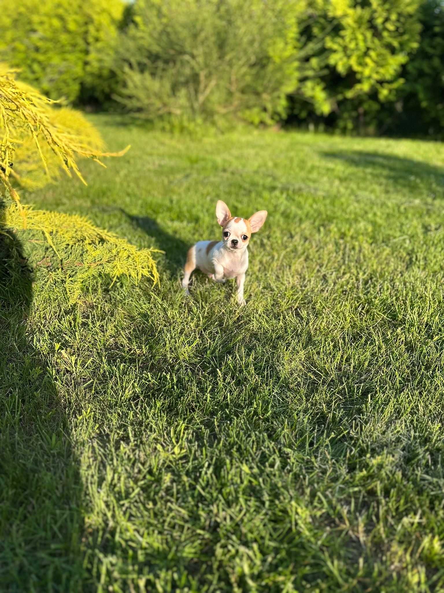 Chihuahua śliczny malutki chłopczyk
