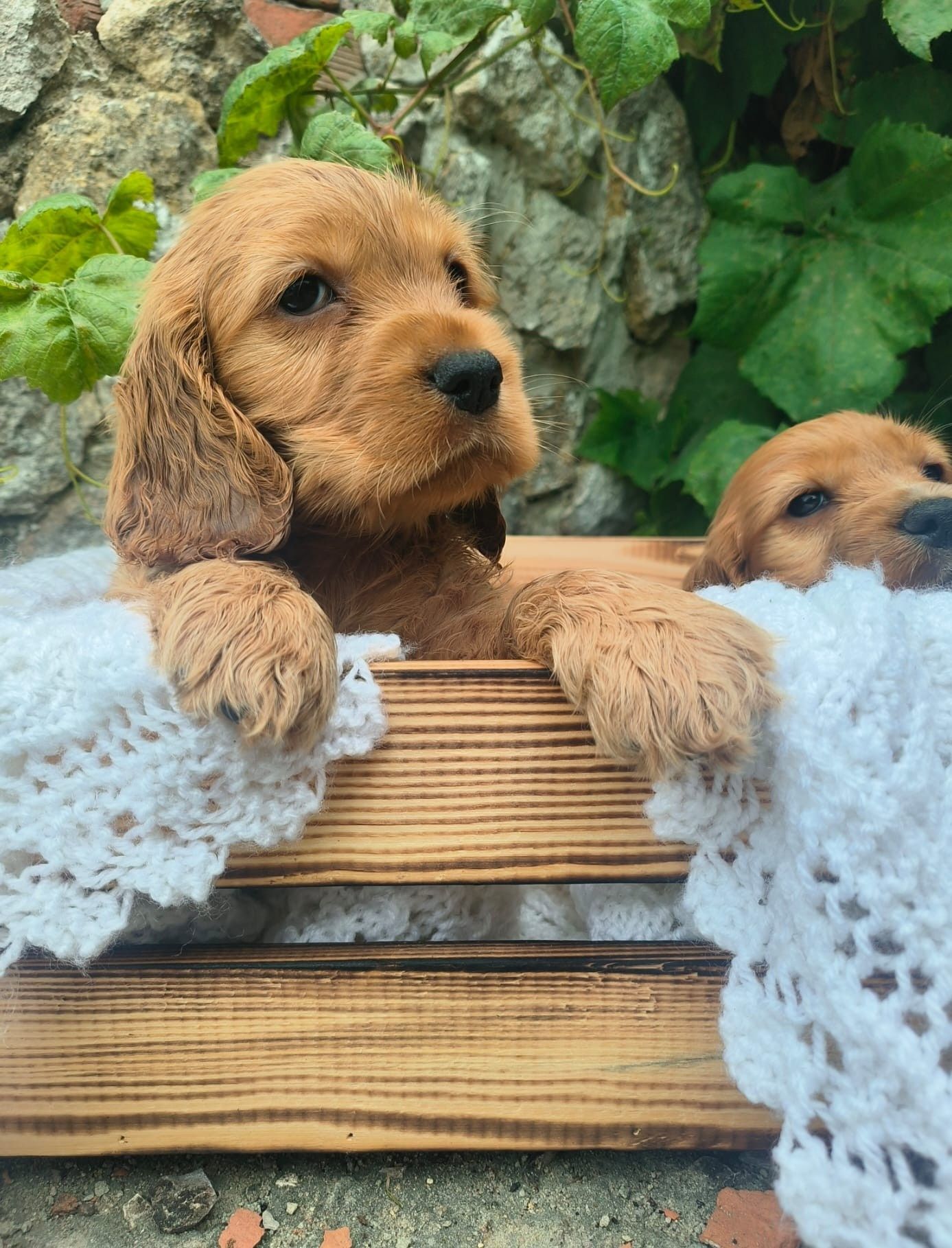 Cocker spaniel angielski pies suka szczeniak