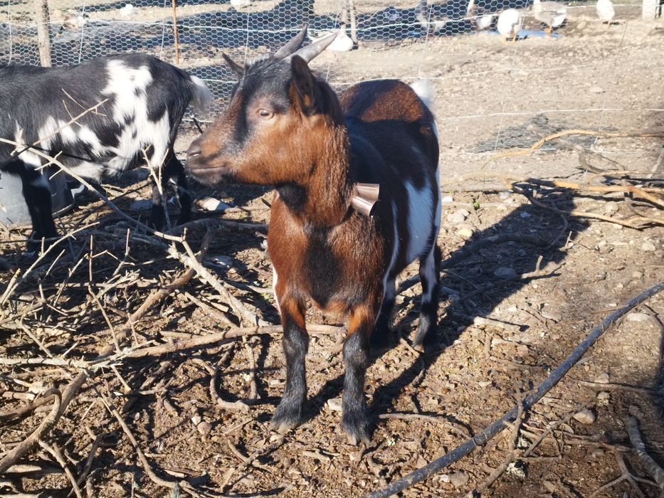 Cabrinhas anãs  para  companhia