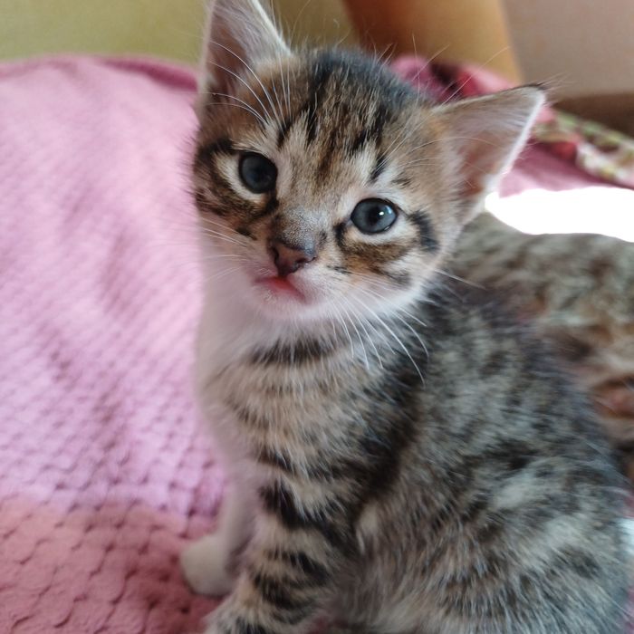 Котята шукають люблячу родину