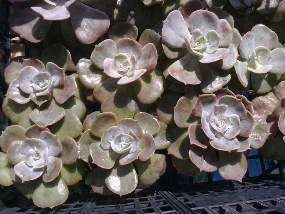 Echeveria (planta natural)