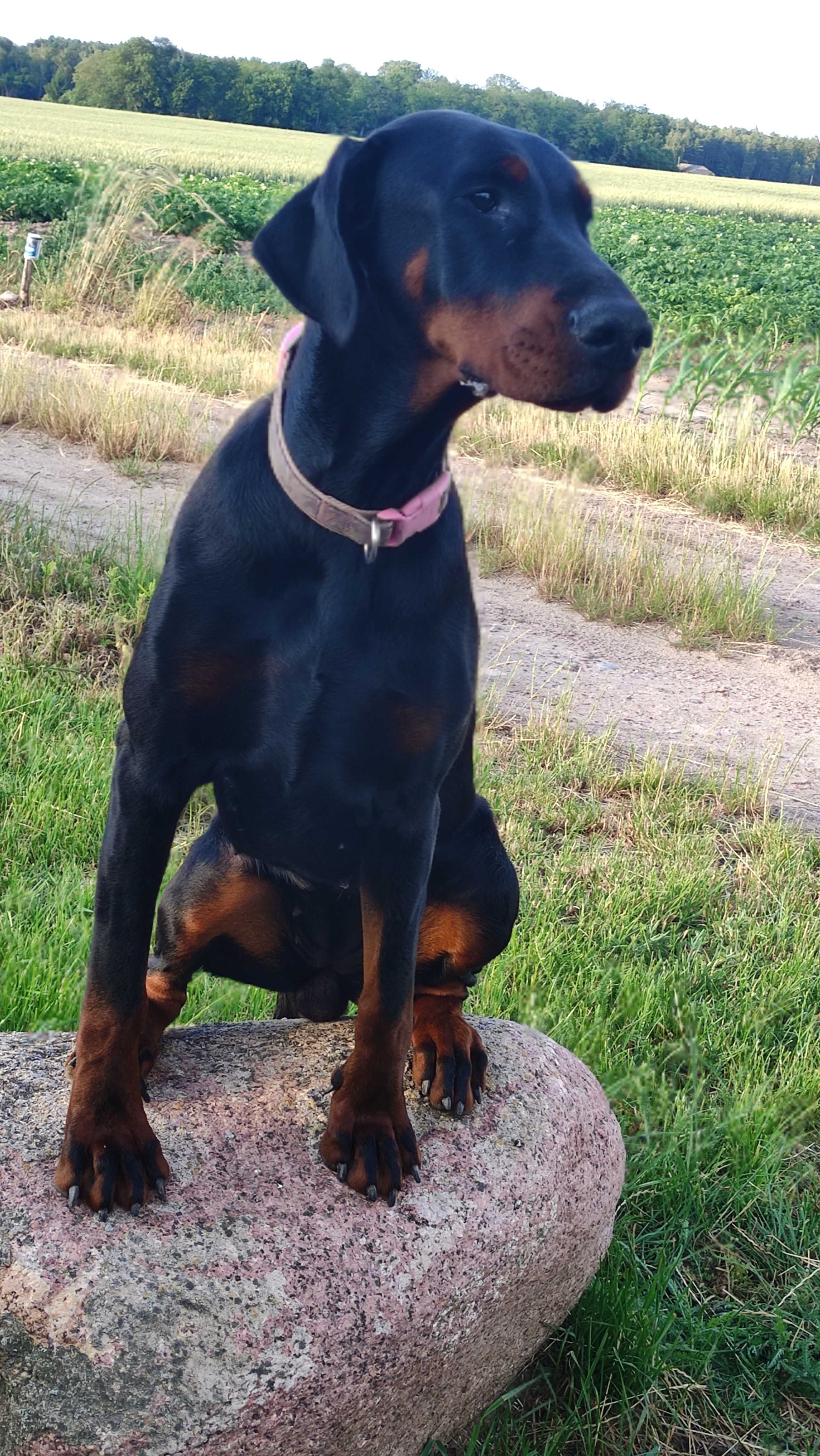 Szczenię Dobermana FCI