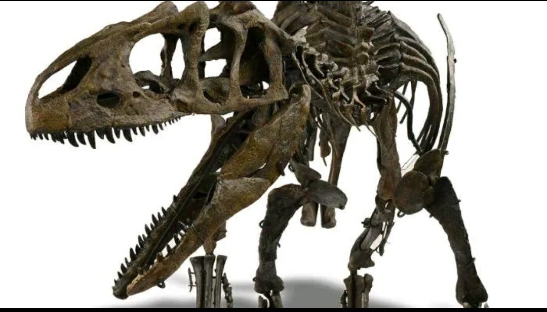Fóssil Alossauro bebé tamanho real Allosaurus