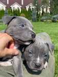 Amstaff blue (голубий окрасс) Стаффорд