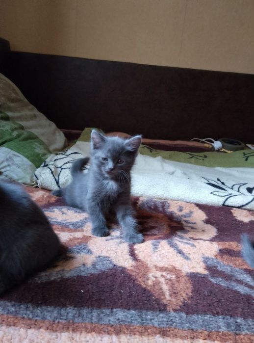 Отдам серого котенка, метис британца, девочка, мальчик, 1,5 месяца