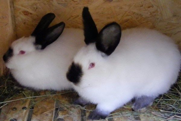 Кролики породи Каліфорнійська