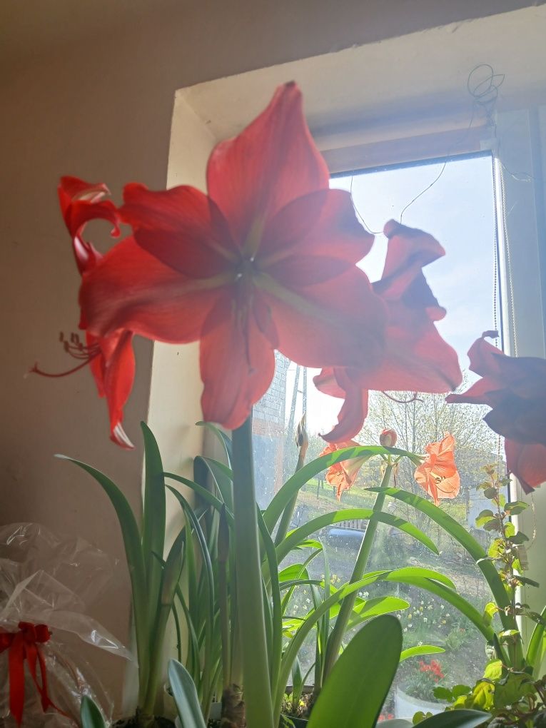 Amarylis cebula kwitnąca sprzedam