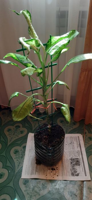 Діфенбахія, вазон, квітка, рослина