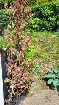 Grujecznik japoński duze drzewo sadzonka 170cm cercidiphyllum japonicu