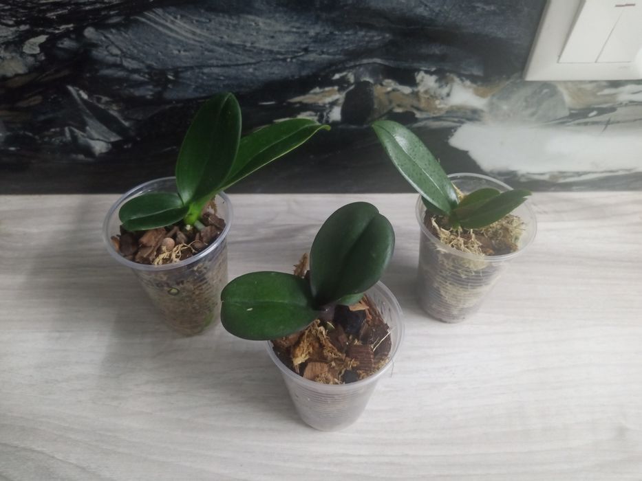 Набір Орхідея фаленопсис дітки орхідеї