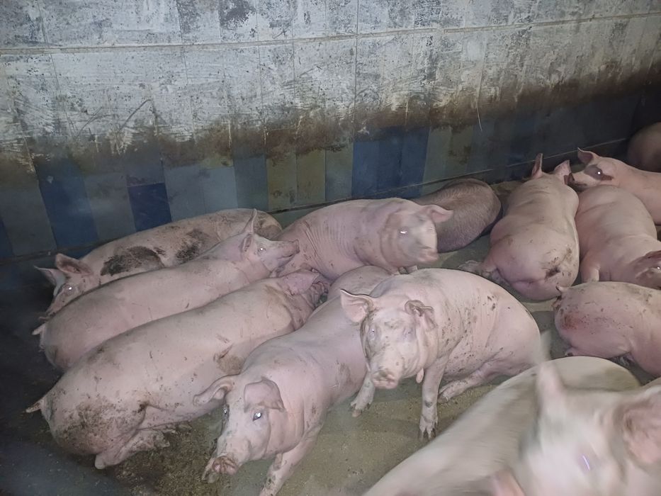 Свині мясної породи