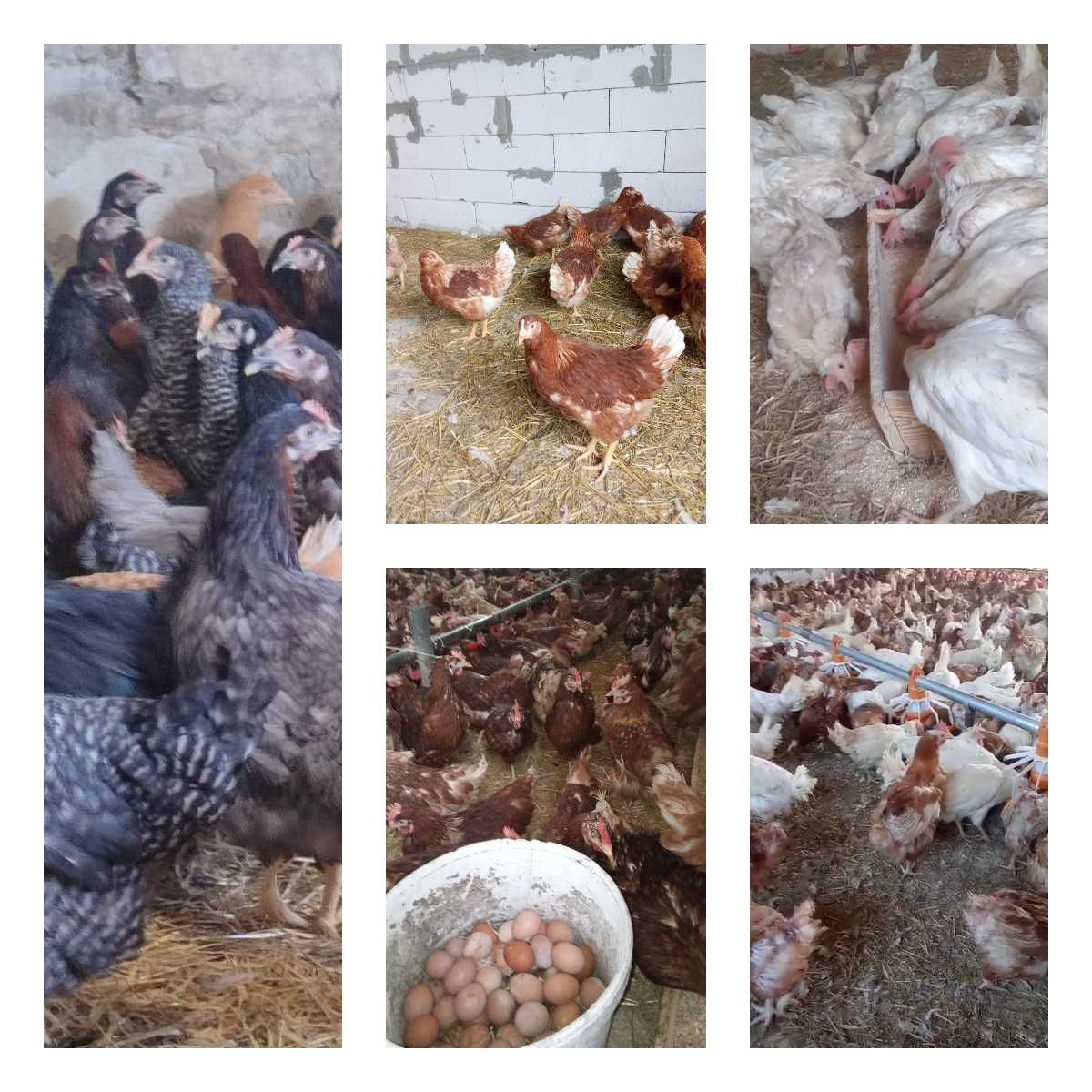 Продам кури несушки! Доставка безкоштовна. Макарів!
