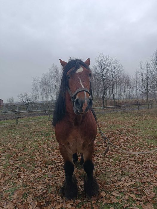 Zamienię ogiera zimnokrwistego
