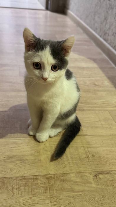 Грайливе добре кошеня