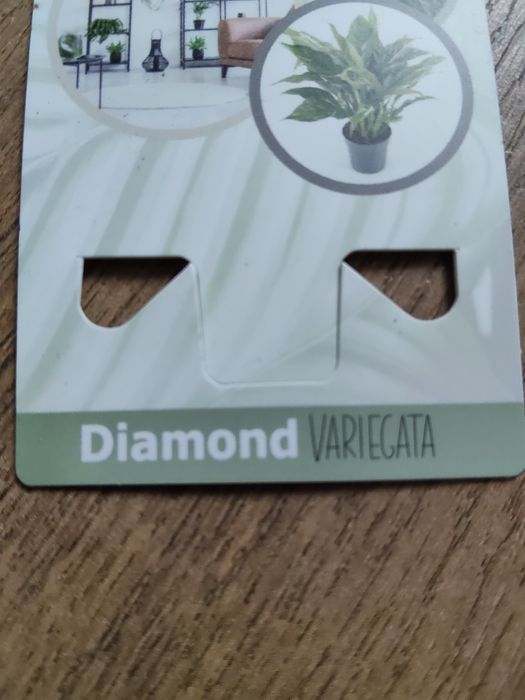 Skrzydło kwiat Diamond Variegata
