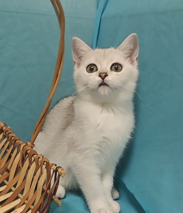 Чистокровные серебристые шиншиллы