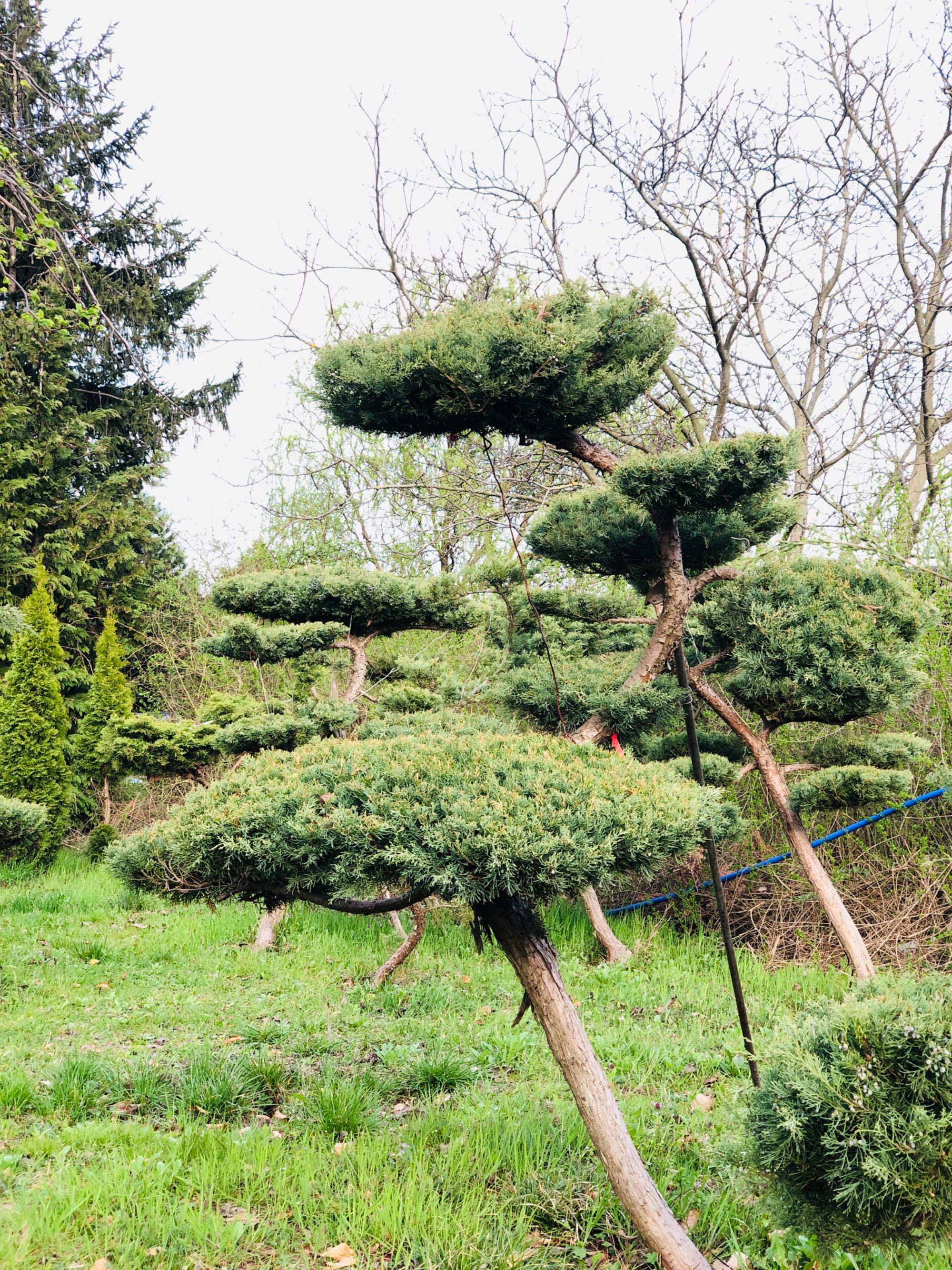 Bonsai , duże drzewo formowane