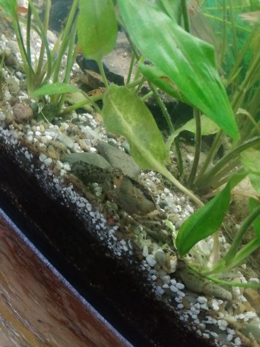 Kraby akwariowe własna hodowla