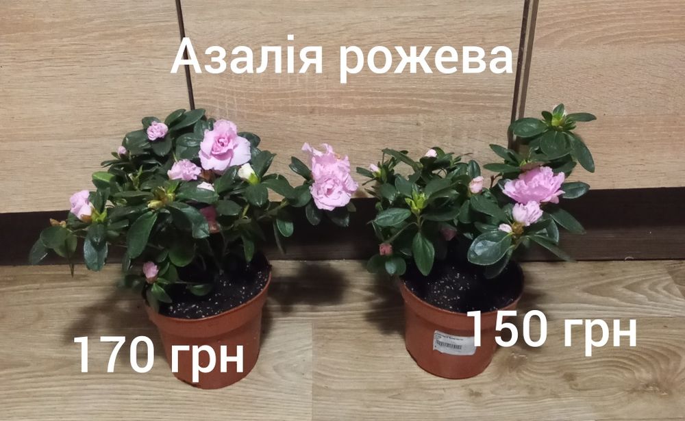 Азалія, драцена, нейтера, сансевієрія муншайн, маранта, хомаломена