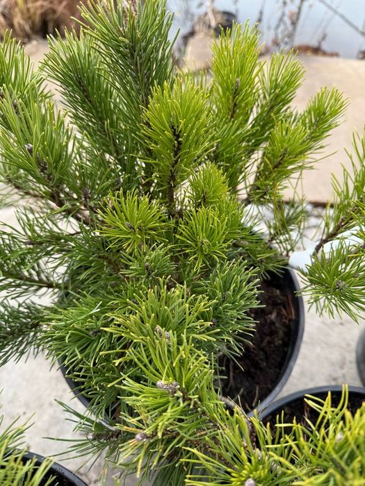 Горні сосни мугус та пуміліо малі 400 крупні 700