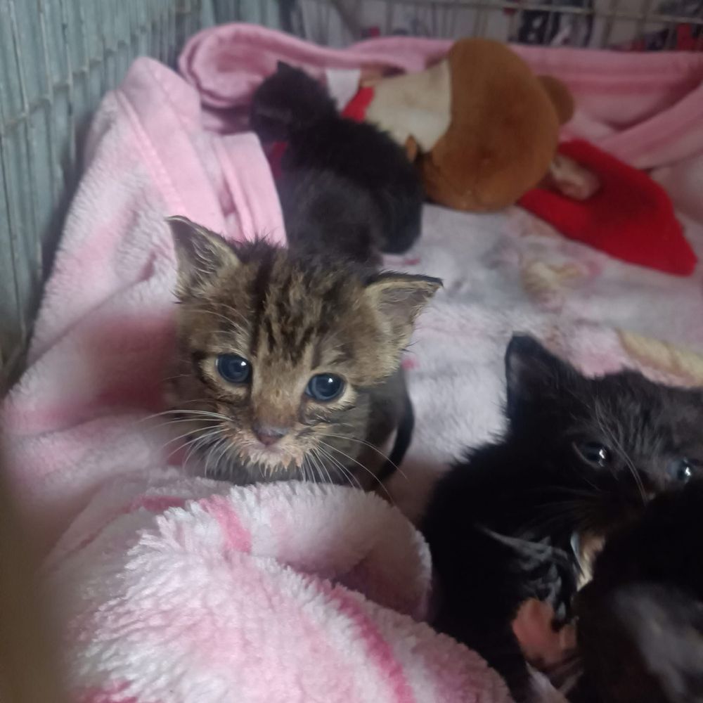 Przecudowne kociaczki do adopcji