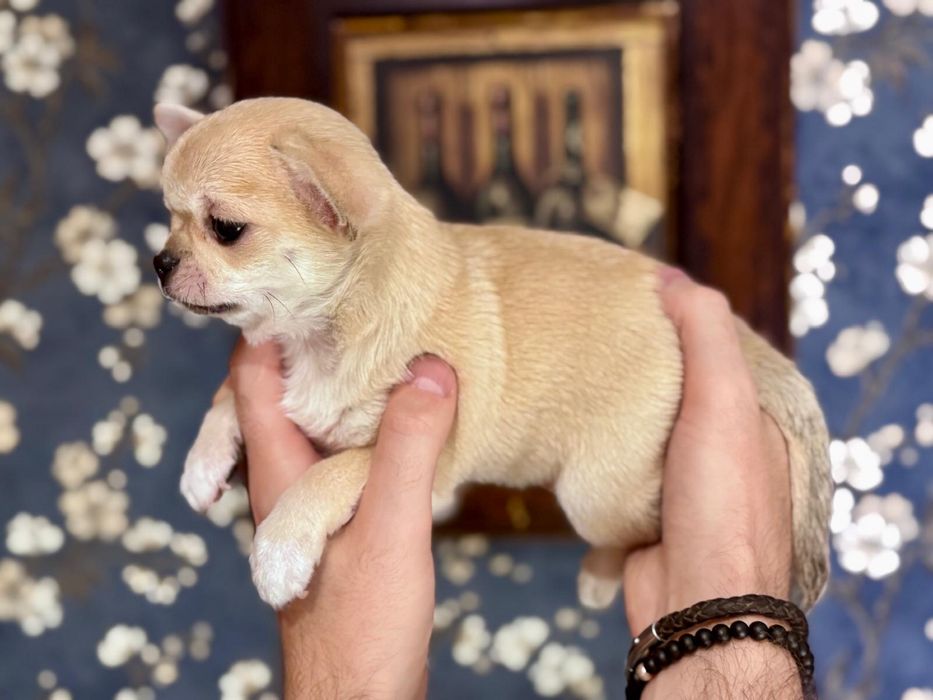 Chihuahua krótkowłosy