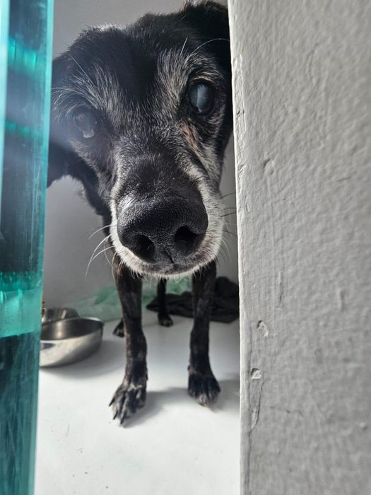 Macho sénior para adoção responsável