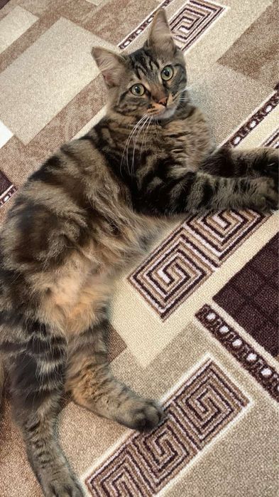 Спасите!Стерилизованы домашние были