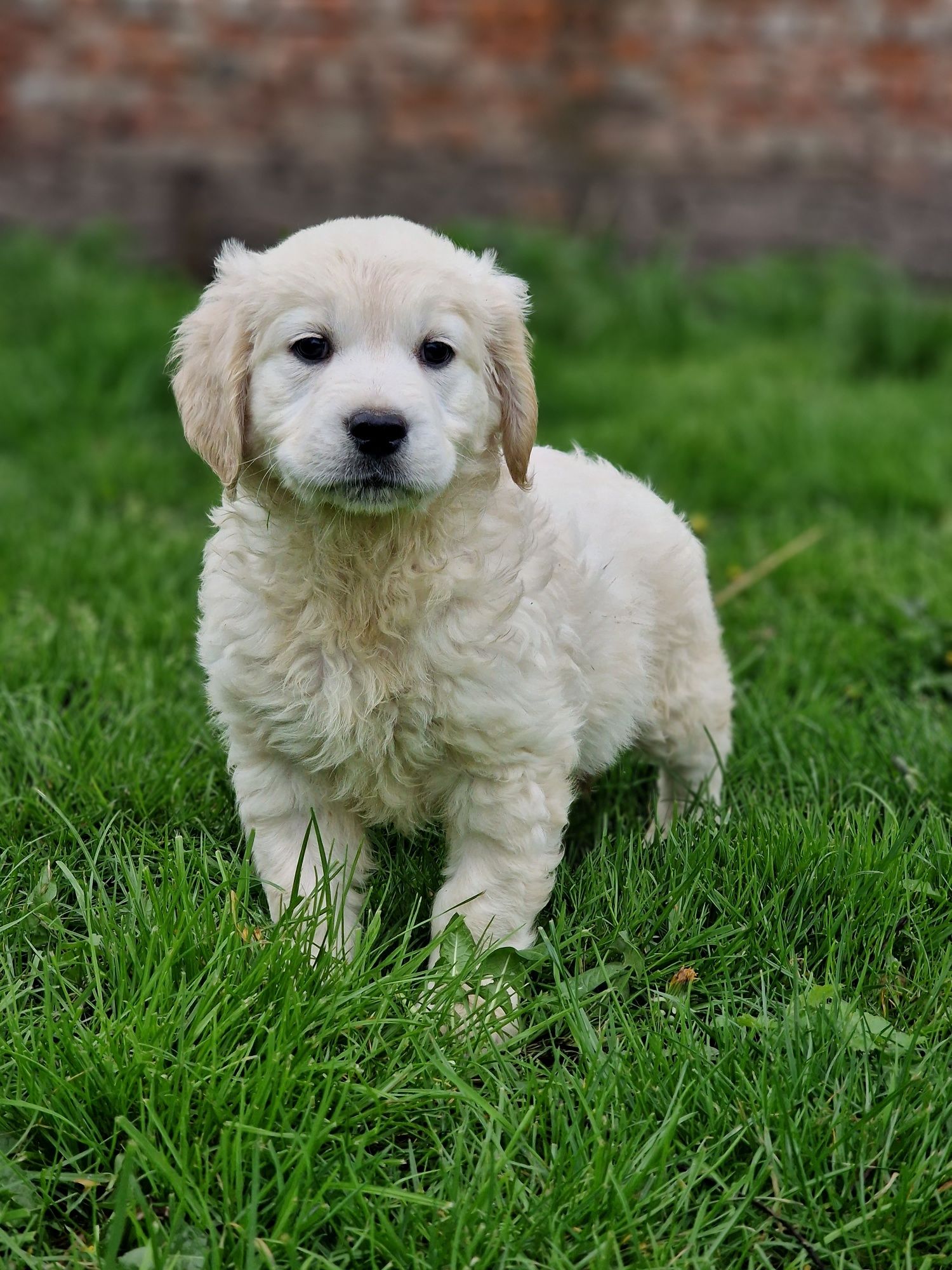 Golden Retriever ZKwP FCI