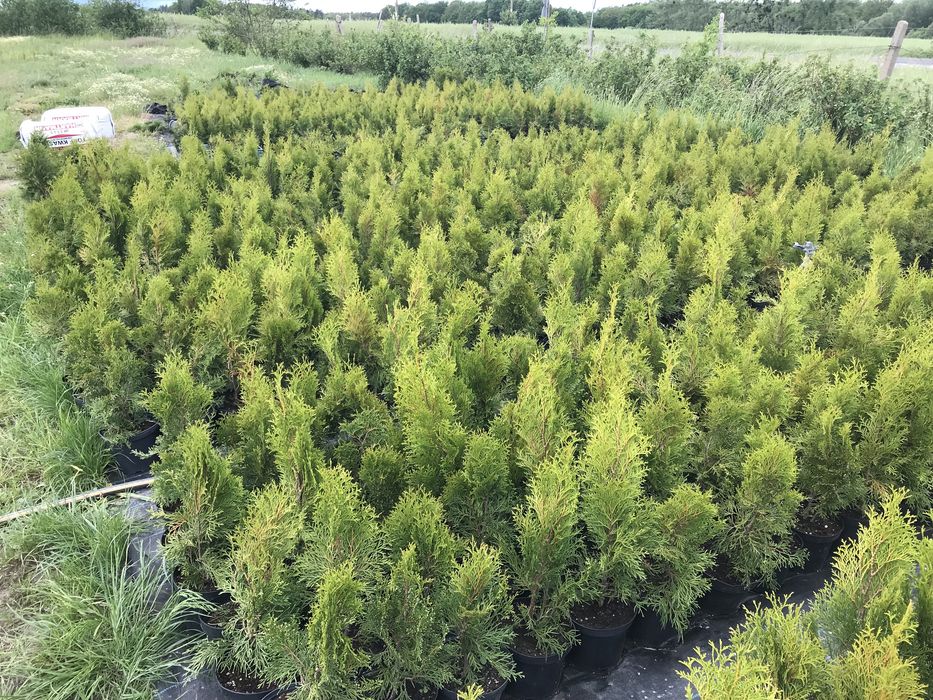 Sprzedam tuje szmaragd 60-80cm w doniczkach