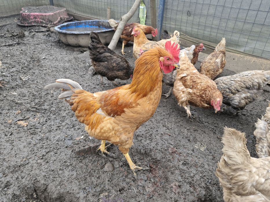 Koguty zdrowe tegoroczne