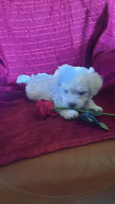 Śliczna suczka maltańczyk