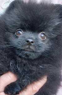 Pomeranian miniatura szpica