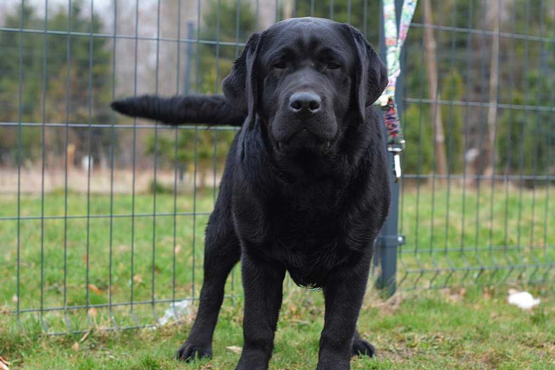 Labrador Retriever czarny piesek