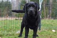 Labrador Retriever czarny piesek