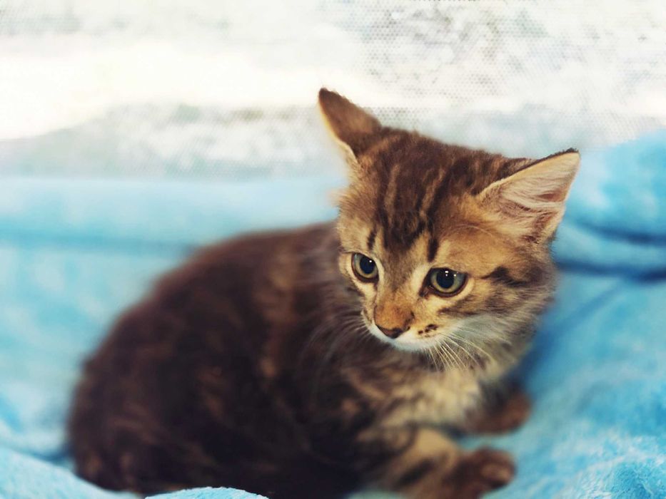 Ніжний кото-хлопчик Лялік (2 міс) шукає сім'ю! Кошеня, кіт, кішка