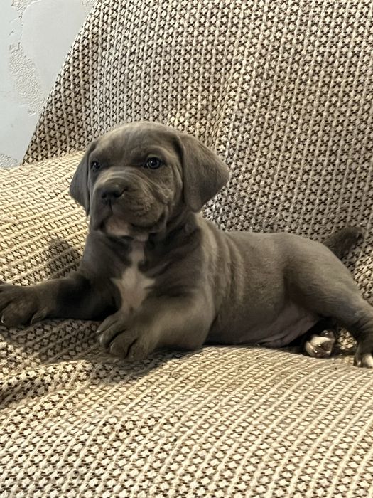 Щенята кане корсо