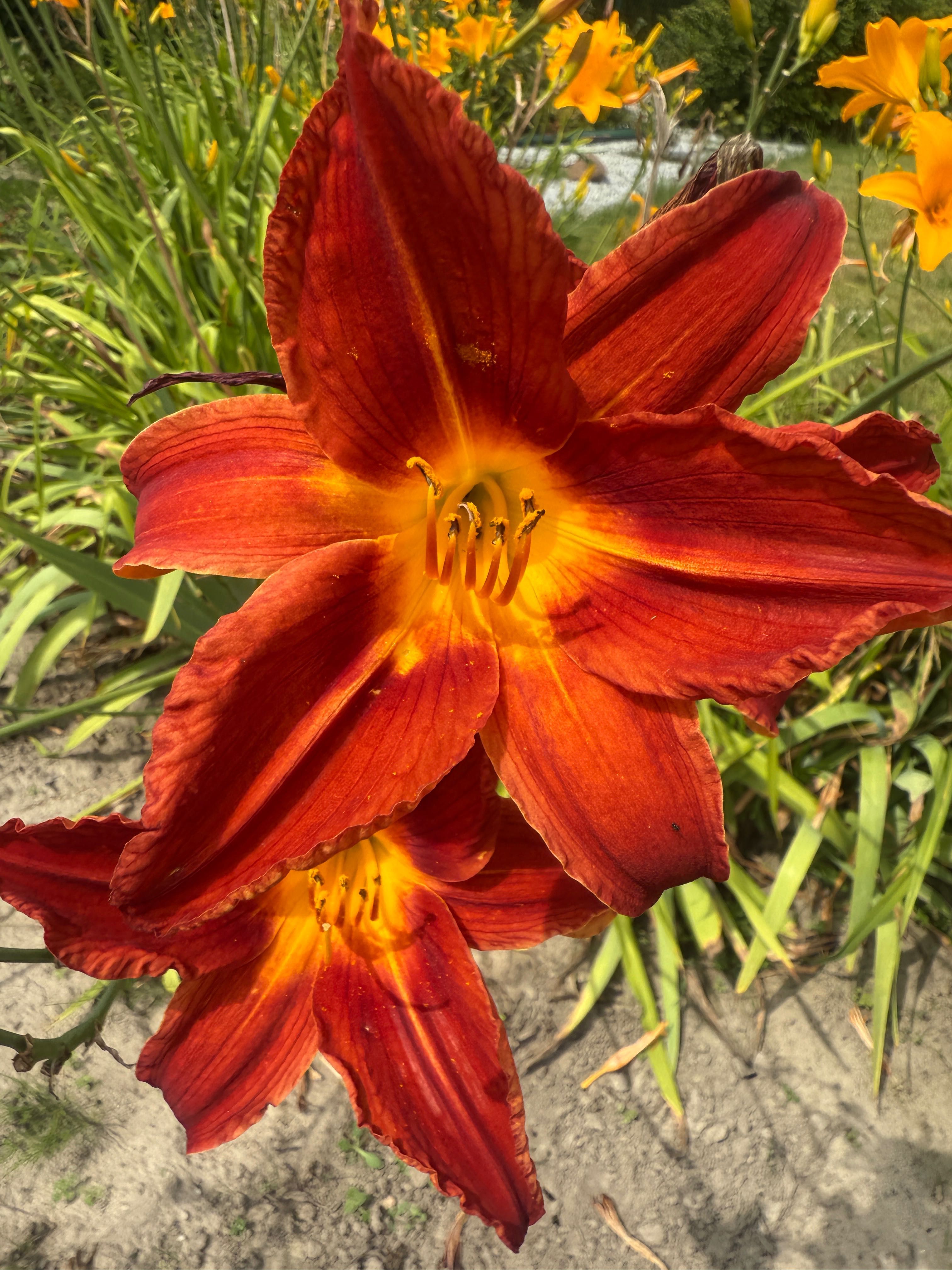 Liliowce wysoka odmiana 35 szt