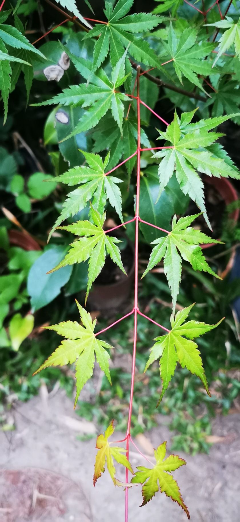 Acer- planta de jardim