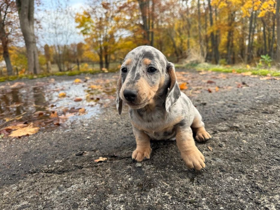 jamnik miniaturowy piesek merlle