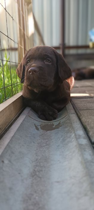 Лабрадор-ретривер