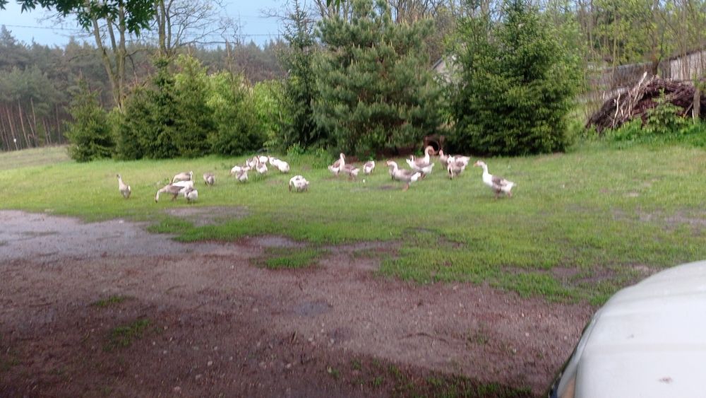Gesi mieszańce owsiane i ladesy duże