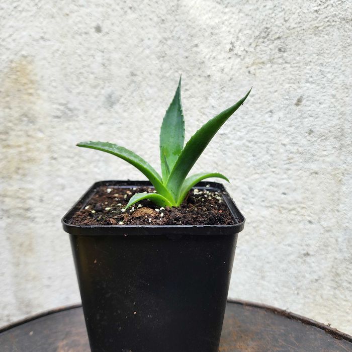 MROZOODPORNA AGAWA sadzonka Agave x gracilipes ozdobna 4 szt.