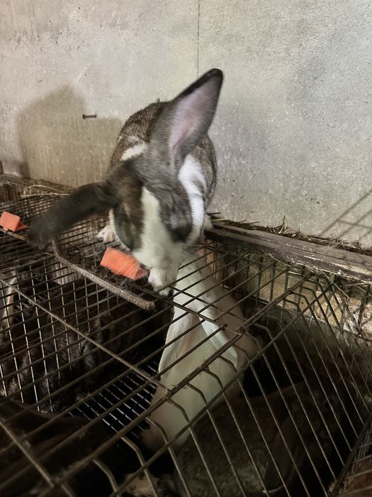 Coelho macho reprodutor