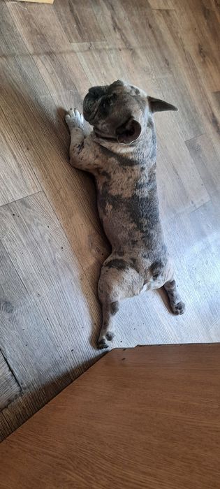 Француский бульдог вязка