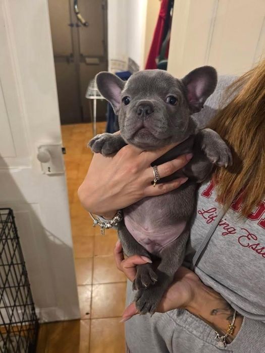 Bulldog francês Macho